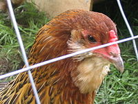 200px ameraucana hen close up