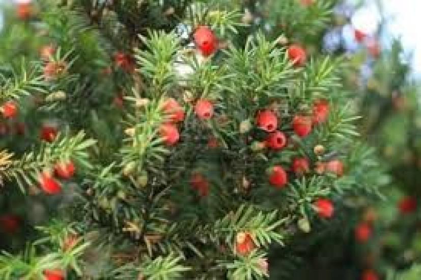 03 karacsonyfa okorban