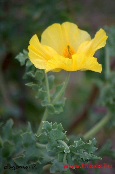 11205170_10153027752222798_5142655378818511749_n